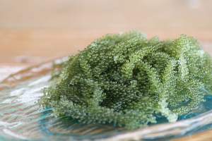 องุ่นทะเลอบแห้งคาเวียร์สีเขียว Umibudo Lato Caulerpa Lentillifera Umibudou จากเวียดนาม - Product Image 4