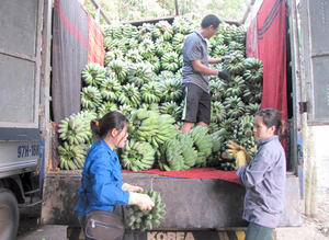 Banane Cavendish Fresche/Banane Fresche - <span class=keywords><strong>Lionel</strong></span> +84 348130044 - Product Image 3