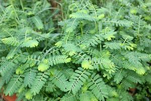 ผู้ผลิตจัดหา ฟิลแลนธัส นิรูรี ออร์แกนิก คุณภาพสูง บริสุทธิ์ ขายดี - Product Image 6