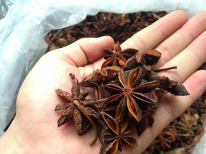 Anís estrellado otoño am 2019, al mejor precio - Product Image 4