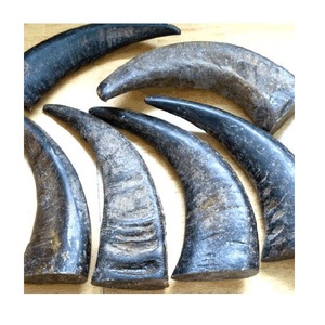 Puntas de Cuerno Pulido de Primera Calidad, Puntas de Cuerno Natural para Mango de Cuchillo, al Mejor Precio con Regalo Artesanal Natural en Venta, Tamaño Mediano - Product Image 5