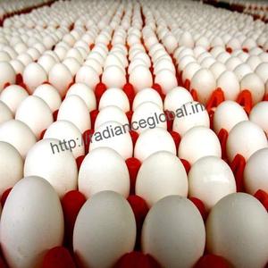 Huevos Frescos de Gallina de Mesa, Blancos, Forma Ovalada, Producto Avícola de Alta Calidad, Radiance Global, 6 Meses de Duración - Product Image 3