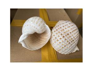 Pendentif en forme de coquille naturelle, fabrication depuis le Vietnam, 100% - Product Image 6