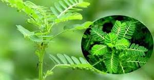 100% PHYLLANTHUS URINARIA SECO NATURAL/GRIPEWEED EN VIETNAM - Product Image 4