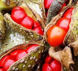 ไมเชเลีย ตงกินเอนซิส อบแห้ง คุณภาพดีที่สุด - Product Image 3