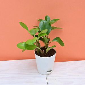 Raboteuse d'extérieur, une élégance pour le jardin, donne un Look solide et sensation, idéal pour la maison et le balcon - Product Image 3