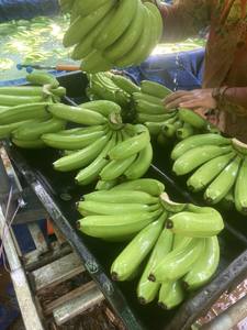 Cavenlavavajillas-fábrica de plátano + 84972678053 - Product Image 4