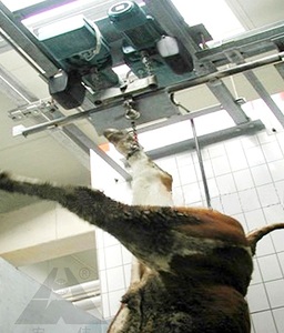 Sử Dụng Gia Súc Slaughterhouse Thiết Bị Chảy Máu Vòng Đeo Tay - Product Image 2