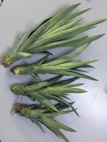 Excellente capacité md2 ananas