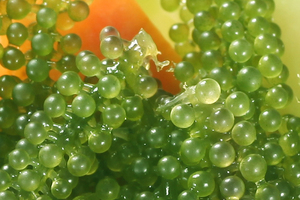 Algas marinas saladas Algas marinas Umibudo Algas marinas Uva - Product Image 4