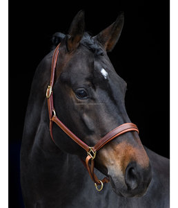 Top Quality-cabestro de piel para caballo curvo acolchado, herrajes de latón macizo con acabado dorado - Product Image 2