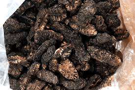 Fruta no seca de alta calidad, ámbar + 84383004939 - Product Image 5