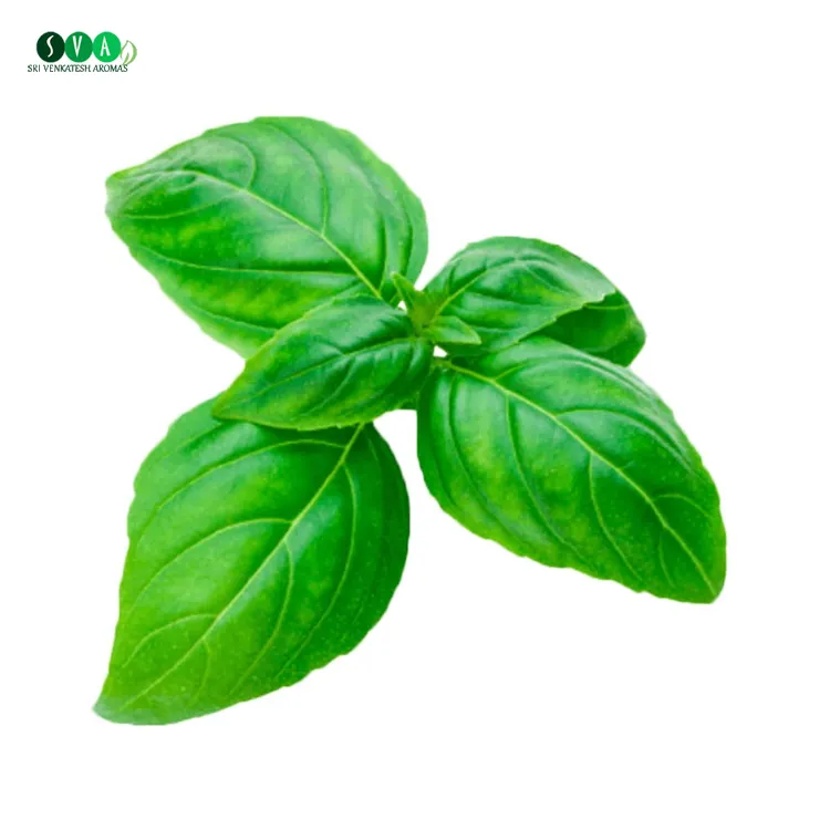 Aceite Esencial de albahaca Natural orgánico puro, producto en oferta, fabricante indio