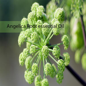 Aceite esencial puro de raíz de Angélica certificado orgánico a granel exportado por exportador a granel - Product Image 2