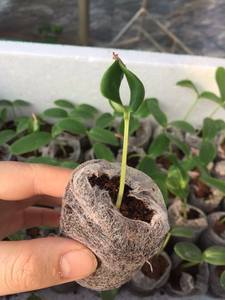 Coir Jiffy-Pellet hecho de turba, fácil de cultivar tus propias plantas, 99 DATOS DE ORO - Product Image 4