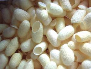 Best Selling 2021 Natural <b>Silkworm</b> Cocoon - Dry <b>Silkworm</b> Ball for Skincare Competitive Price From Vietnam// Rachel: +84896436456 - Product Image 5