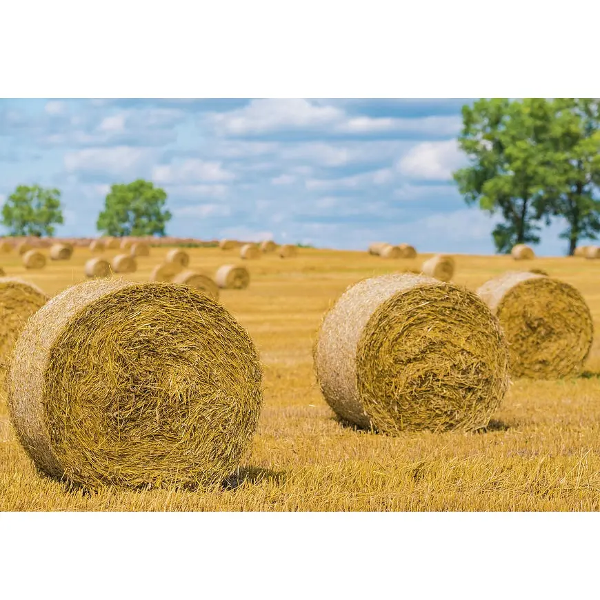 Rouleaux en paille de haute qualité, ml, paille de riz, matériel pour l'alimentation des animaux, pour BBQ ,etc.