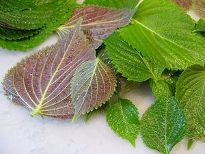 Producto especial de Vietnam, Perilla fresca, vacaciones, gran oferta - Product Image 3