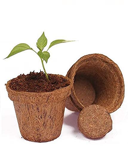 Marrón