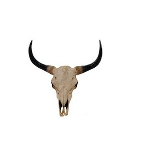 Corne décorative de buffle la plus vendue corne de buffle naturelle produit fait à la main décoratif pour la maison mieux poli - Product Image 6