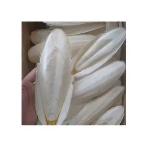 베트남에서 좋은 가격 말린 오징어 뼈-많은 이익을 가진 뜨거운 판매 제품