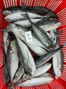 Pescado de caballa de alta calidad, pescado de mar, redondo, Whatsap 0084, 989, 322, 607 - Product Image 2