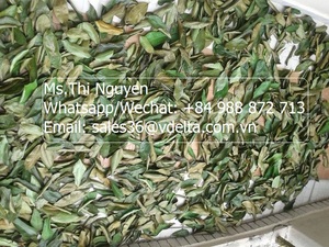 Hojas de Guanábana de Graviola secas orgánicas de alta calidad de Vietnam AD Proceso de secado/Sra. Lima - Product Image 4