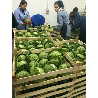 Китайская свежая капуста