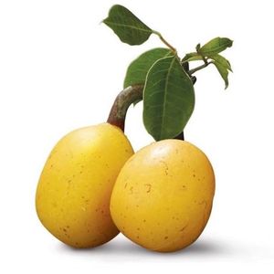 Huile de Marula Seed Carrier Oil Huile essentielle pressée à froid sous forme liquide Huile d'amande douce Fournisseur et exportateur en gros - Product Image 4