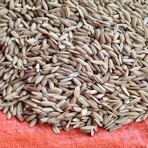 rice husk