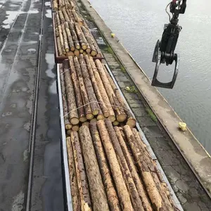 Spruce logs from Poland