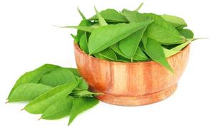 AARNAV GLOBAL EXPORTS Aceite Esencial de Hoja de Curry 100% Puro, Extracto de Cáscara - Blanqueador, Nutritivo, Hidratante, Reafirmante, Certificado por GMP - Product Image 4