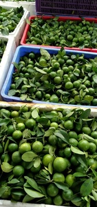 ที่มีคุณภาพสูงแช่แข็ง Calamansi สด Kumquat Calamansi สดจากเวียดนาม + 84947900124 - Product Image 4