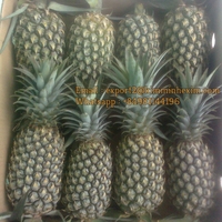 Koningin Gele Zoete Tropische & Subtropische Verse Ananas KIM MINH HALA Gecertificeerd 8kg Vietnam Export Hoogste Kwaliteit!