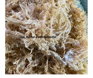 Vietnam Supplier Irish <b>Sea</b> <b>Moss</b> Eucheuma Cottonii Seaweed/ Dried Unsalted Brown <b>Sea</b> <b>Moss</b> Vietnam - Product Image 1