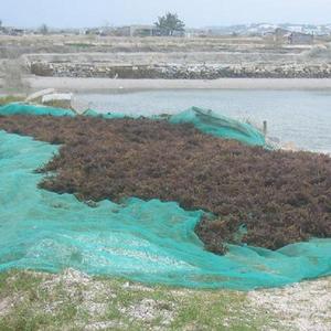 Suministro de algas secas Sargassum de alta calidad de Vietnam/Sra. Jessi - Product Image 1