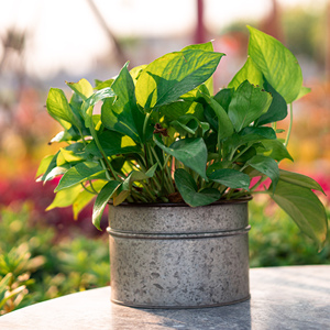 Galvanized Iron Planter with <b>Stand</b> Galvanized Planters Outdoor, Indoor, Metal Farmhouse Decor for Garden - Product Image 3