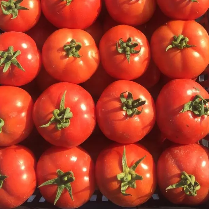 Tomat Segar dari Mesir Gaya Hijau Celah GLOBAL Warna Berat Asli Jenis Roma Rumah Kaca Kelas Produk Tomat Tempat