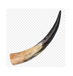 Incurvée Polie Corne de L'inde - Product Image 1