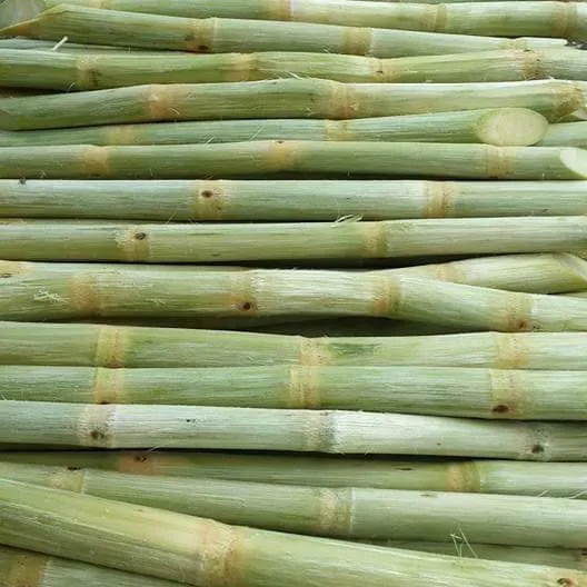 Bester Preis für gefrorenes Zuckerrohr aus Vietnam, Bestseller nach USA, Korea-Gefrorenes Zuckerrohr für süßen Saft im Sommer
