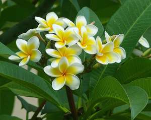 FLOR DE PLUMERIA SECADA DE ALTA CALIDAD - BUEN PRECIO - Product Image 5