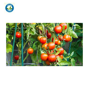 Aceite de semilla de tomate Natural, la más vendida, alta calidad, compra a granel - Product Image 1