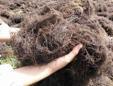 EXPORTING DRIED GRACILARIA RAW/GRACILARIA <b>SEAWEED</b> / Hana - Product Image 3