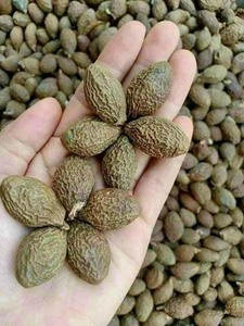 MALVA NUT ALTA CALIDAD BUEN PRECIO DE VIETNAM 2022 ( WA: MS.LAURA) - Product Image 4