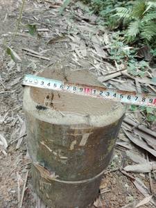 Vietnamese <b>Bamboo</b> <b>Canes</b>/Poles for Decoration Whole Application Long Pattern - Product Image 6