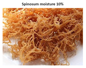 Alga Eucheuma Cottonii / Alice +84 904 183 651 - Product Image 2