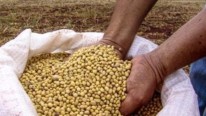 ผู้ส่งออกข้าวโพดและถั่วเหลืองสีเหลืองจากบราซิลสหรัฐอเมริกาอาร์เจนตินาอินเดียจีน - Product Image 6