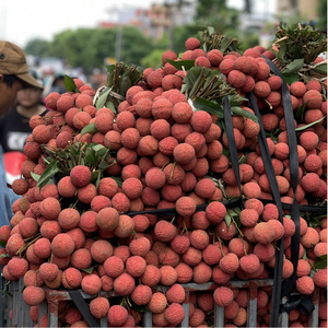 ลิ้นจี่ออร์แกนิกแช่แข็ง เวียดนาม คุณภาพสูง ขายส่งจำนวนมาก - Product Image 6