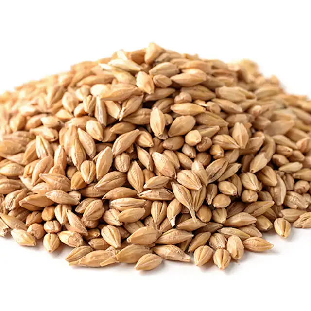 Certified Grain Barley for Malt / Barley Feed