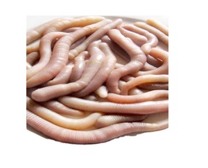Sipunculus Nudus/ Sipunculus Nudus séché Fabriqué au Vietnam avec une haute qualité - Product Image 1